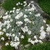 Achilea umbelata