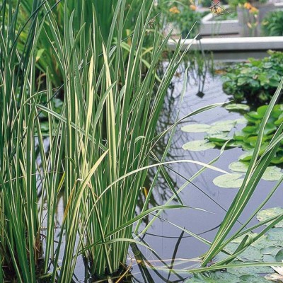 Acorus calamus "Variegatus"