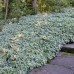 AEGOPODIUM PODAGRARIA „VARIEGATA"