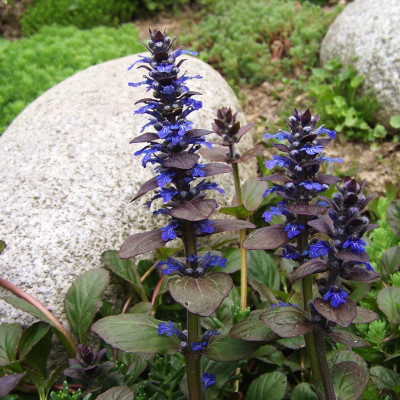 AJUGA REPTANS „ATROPURPUREA“