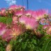 ALBIZIA JULIBRISSIN  