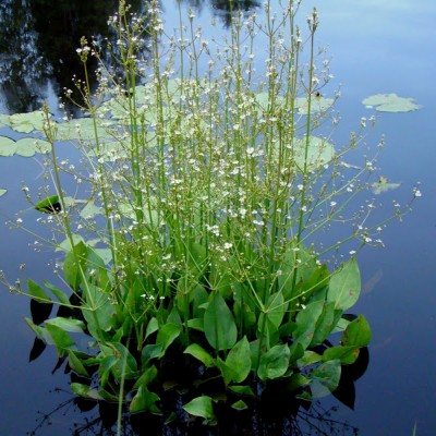 Alisma plantago aquatica