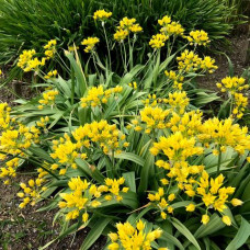 Allium molly