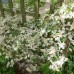 AMPELOPSIS brevipedunculata 'Elegans'
