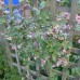 AMPELOPSIS brevipedunculata 'Elegans'