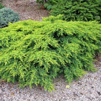 Juniperus savaria gold