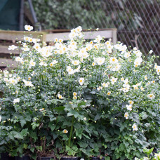 Anemona "Pretty Lady Madona" Anemona "Pretty Lady Madona"