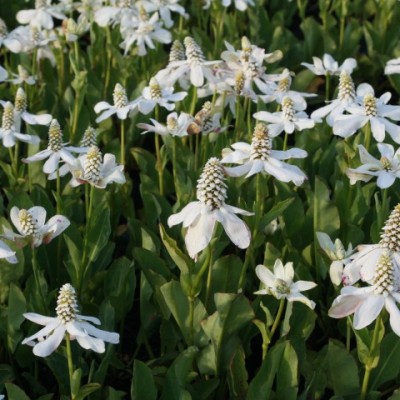  Anemopsis californica