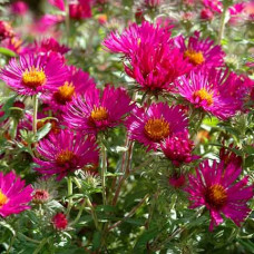 Aster september