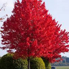 Acer "Autumn Blaze"