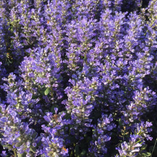 Ajuga mini mahogany