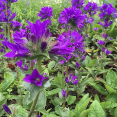 CAMPANULA GLOMERATA „SUPERBA“