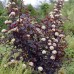 PHYSOCARPUS OPULIFOLIUS