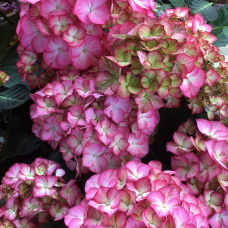 Hydrangea "Presiosa"