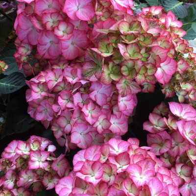 Hydrangea "Presiosa"