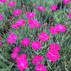 Dianthus alpinus