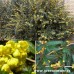 Berberis "Julianae"