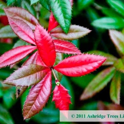 Berberis "Julianae"