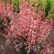 Berberis "Rosy Rocket"