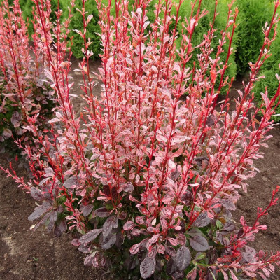 Berberis "Rosy Rocket"