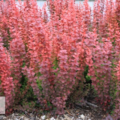 Berberis thunbergii Erecta