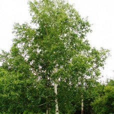 Betula veruccosa