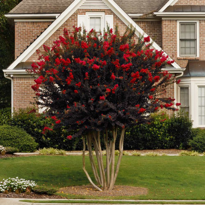 Lagerstroemia “Black Diamond” Lagerstroemia “Black Diamond”