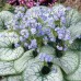 BRUNNERA MACROPHYLLA „JACK FROST“