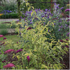 Buddleja davidii 'Santana'