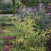 Buddleja davidii 'Santana'