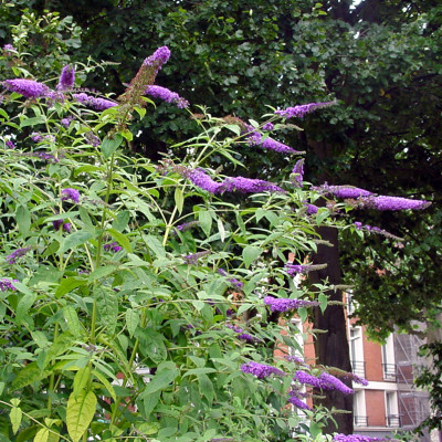 Buddleia daviidi rosea