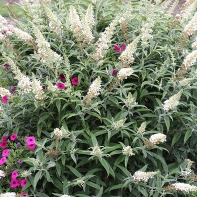 Buddleia "White ball"