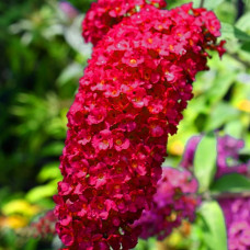 Buddleia  davidii  "Royal Red"