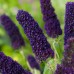 Buddleja davidii "Black Knight"