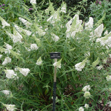 Buddleia davidii "Nanho White"