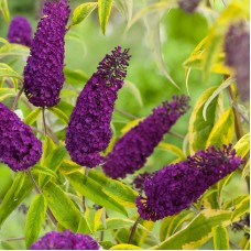 Buddleja davidii 'Santana'