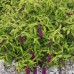 Buddleja davidii 'Santana'