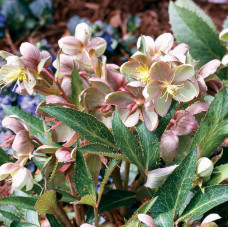 Helleborus x Sternii Helleborus x Sternii