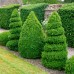 Buxus sempervirens