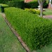 Buxus sempervirens