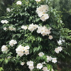 Pandorea jasminoides alba