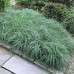 Carex flaca "Blue Zinger"