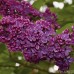 Syringa vulgaris Andenken