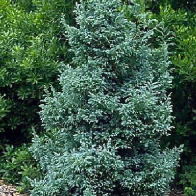 Chamaecyparis pisifera bulevardi