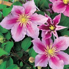 Clematis "Piilu"