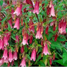 CAMPANULA PUNCTATA „RUBRA“