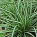 CAREX ornithopoda 'Variegata'