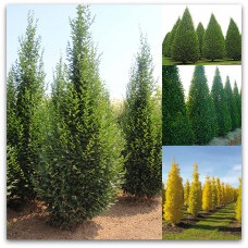 Carpinus betulus - Fastigiata
