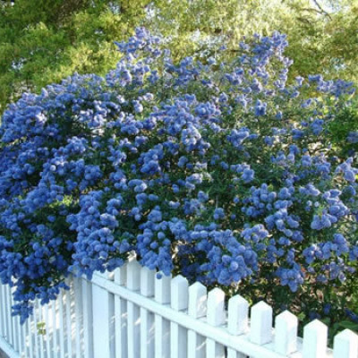 Ceanothus "Viktorija"