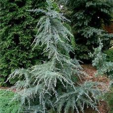 Himalajski kedar - Cedrus deodara